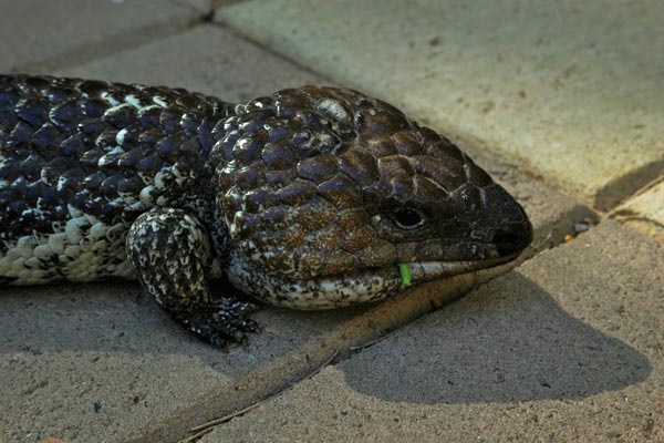 Shark Bay Shingleback (Tiliqua rugosa palarra)