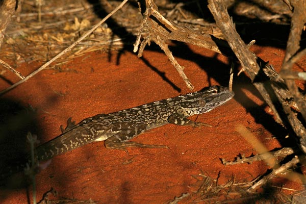 Lozenge-marked Dragon (Ctenophorus scutulatus)