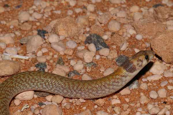 Western Hooded Scaly-foot (Pygopus nigriceps)