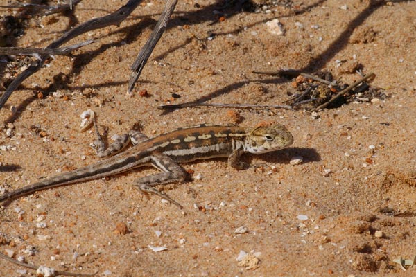 Spotted Military Dragon (Ctenophorus maculatus maculatus)