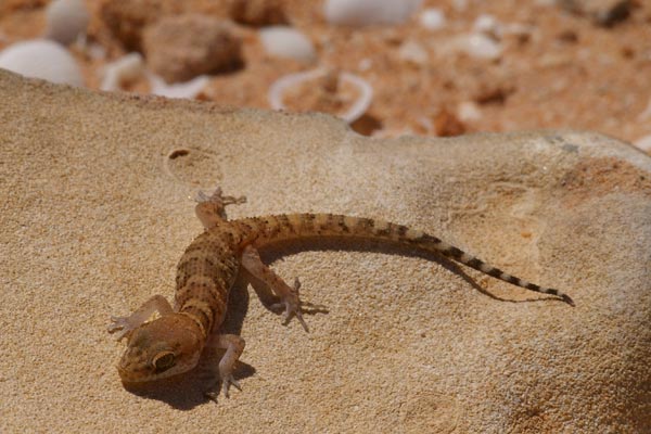 Bynoe’s Gecko (Heteronotia binoei)