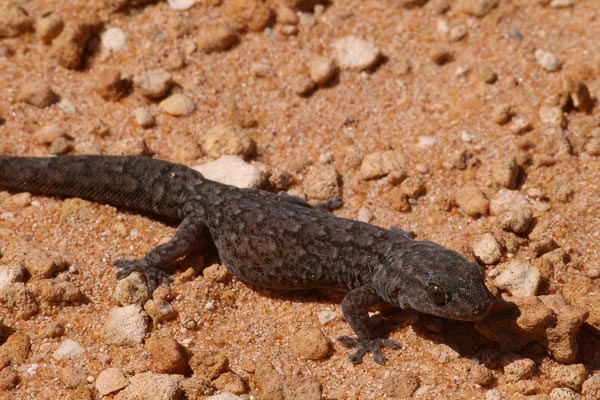 Variegated Dtella (Gehyra variegata)