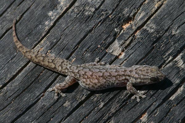 Variegated Dtella (Gehyra variegata)