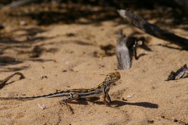 Spotted Military Dragon (Ctenophorus maculatus maculatus)