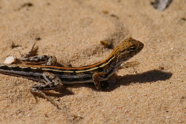 Spotted Military Dragon (Ctenophorus maculatus maculatus)