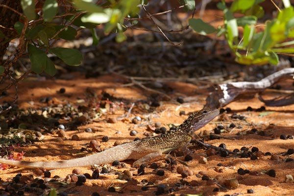 Lozenge-marked Dragon (Ctenophorus scutulatus)