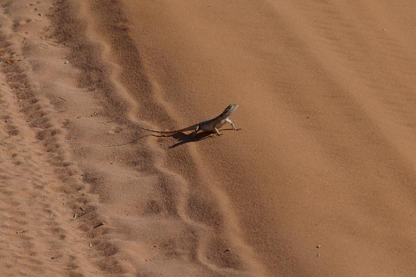 Dwarf Bearded Dragon (Pogona minor minor)