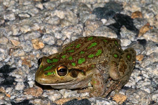 Western Green Treefrog (Ranoidea moorei)