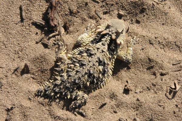 Blainville’s Horned Lizard (Phrynosoma blainvillii)