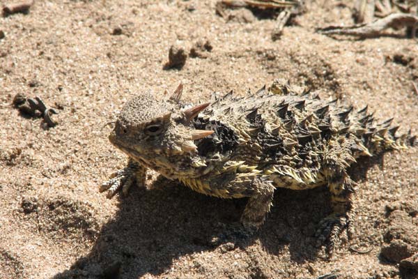 Blainville’s Horned Lizard (Phrynosoma blainvillii)