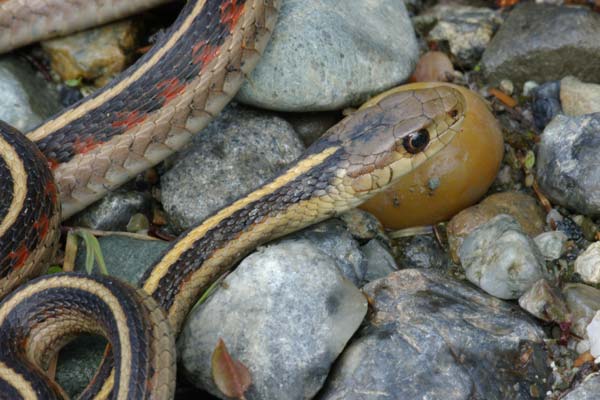 California Red-sided Gartersnake (Thamnophis sirtalis infernalis)