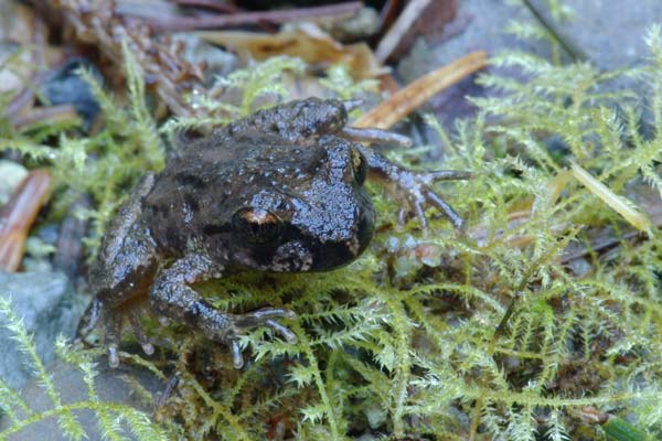 Coastal Tailed Frog (Ascaphus truei)