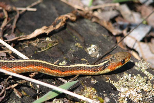 Coast Gartersnake (Thamnophis elegans terrestris)