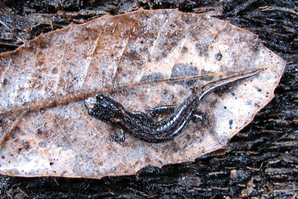 Clouded Salamander (Aneides ferreus)