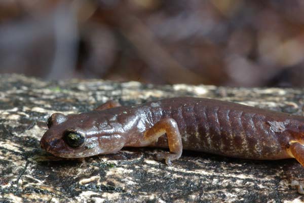 Painted Ensatina (Ensatina eschscholtzii picta)