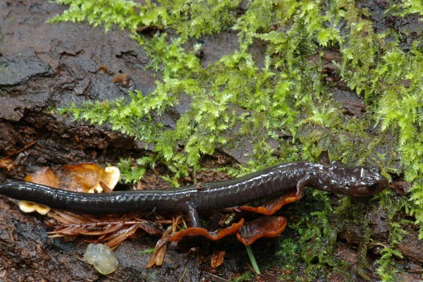 Del Norte Salamander (Plethodon elongatus)