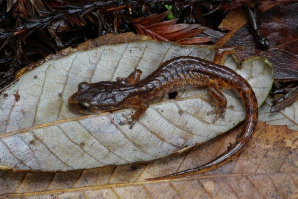 Painted Ensatina (Ensatina eschscholtzii picta)