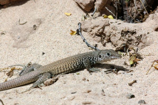 Plateau Tiger Whiptail (Aspidoscelis tigris septentrionalis)