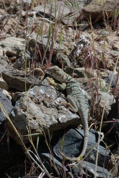 Eastern Collared Lizard (Crotaphytus collaris)