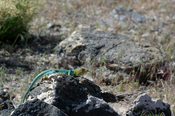 Eastern Collared Lizard (Crotaphytus collaris)