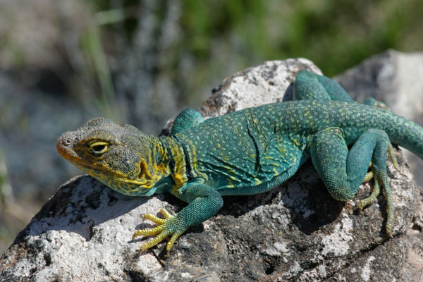 Eastern Collared Lizard (Crotaphytus collaris)