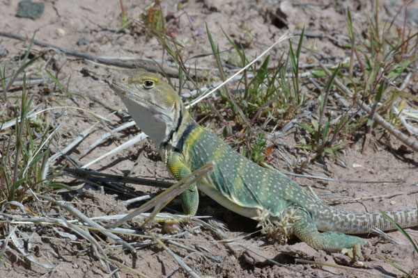 Eastern Collared Lizard (Crotaphytus collaris)