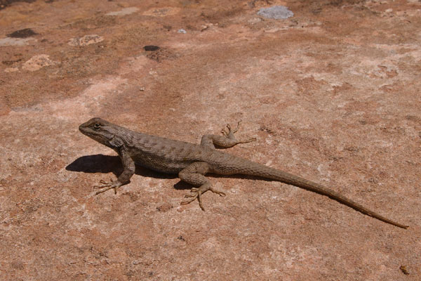 Plateau Lizard (Sceloporus tristichus)