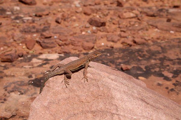 Plateau Side-blotched Lizard (Uta stansburiana uniformis)