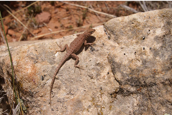 Plateau Side-blotched Lizard (Uta stansburiana uniformis)