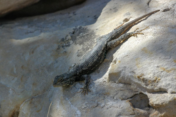 Prairie Lizard (Sceloporus consobrinus)