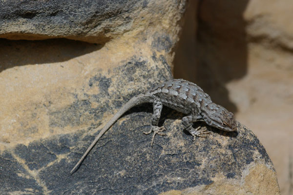 Prairie Lizard (Sceloporus consobrinus)