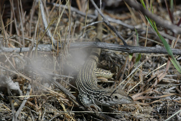 unidentified species (Aspidoscelis sp)