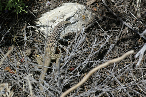 unidentified species (Aspidoscelis sp)