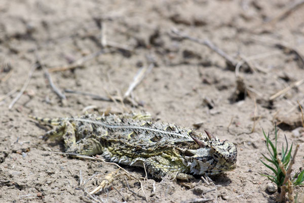 Texas Horned Lizard (Phrynosoma cornutum)