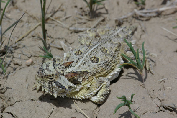 Texas Horned Lizard (Phrynosoma cornutum)