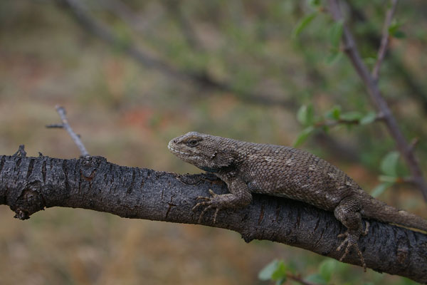 Plateau Lizard (Sceloporus tristichus)