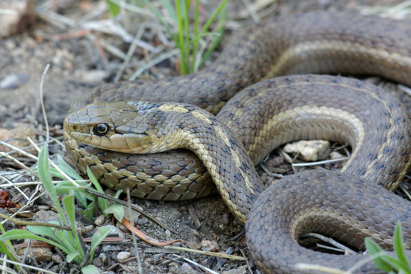 Wandering Gartersnake (Thamnophis elegans vagrans)