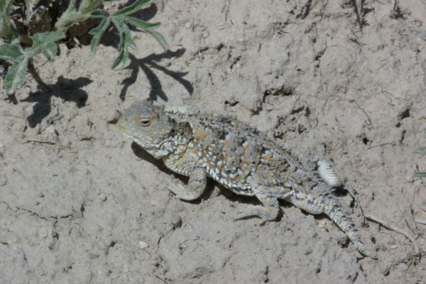 Baur’s Short-horned Lizard (Phrynosoma hernandesi bauri)