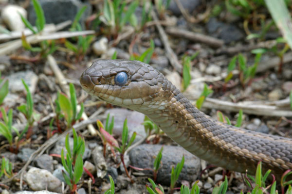 Wandering Gartersnake (Thamnophis elegans vagrans)