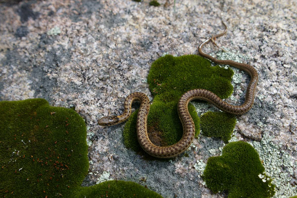 Wandering Gartersnake (Thamnophis elegans vagrans)