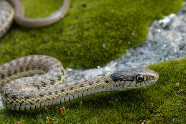 Wandering Gartersnake (Thamnophis elegans vagrans)