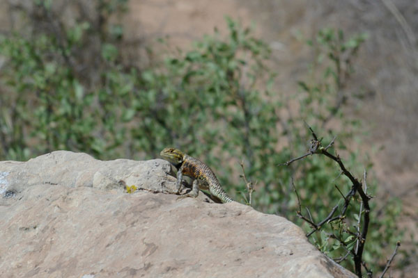 Desert Spiny Lizard (Sceloporus magister)