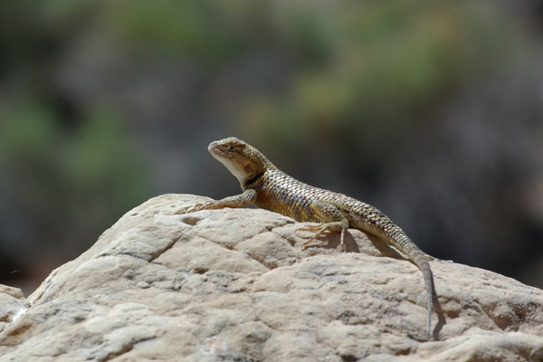 Desert Spiny Lizard (Sceloporus magister)