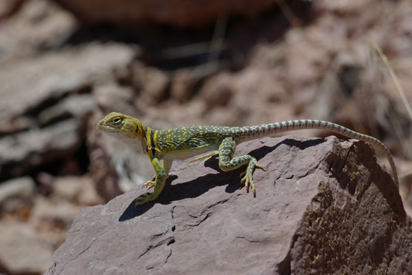 Eastern Collared Lizard (Crotaphytus collaris)