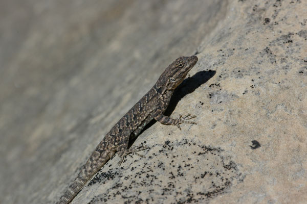 Northern Tree Lizard (Urosaurus ornatus wrighti)