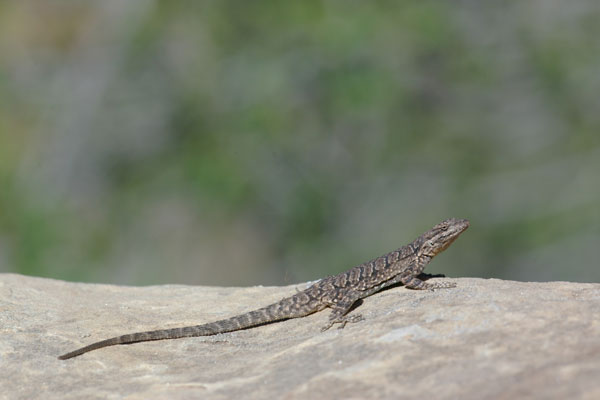 Northern Tree Lizard (Urosaurus ornatus wrighti)