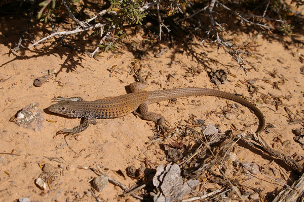 Plateau Tiger Whiptail (Aspidoscelis tigris septentrionalis)