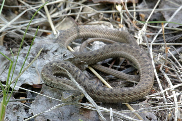 Wandering Gartersnake (Thamnophis elegans vagrans)