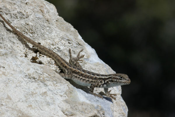 Northern Sagebrush Lizard (Sceloporus graciosus graciosus)