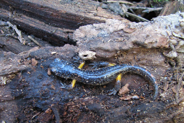 Sierra Nevada Ensatina (Ensatina eschscholtzii platensis)